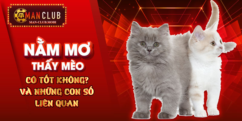 Nằm Mơ Thấy Mèo Có Tốt Không? Những Con Số Liên Quan