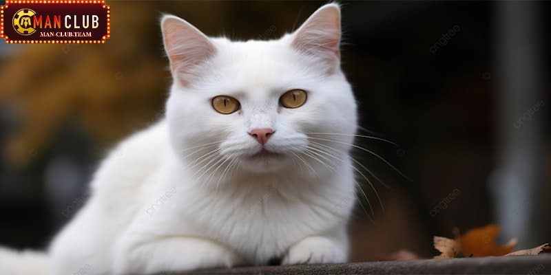 Nằm mơ thấy mèo Nằm mơ thấy mèo trắng dự đoán những điều khó khăn sắp đến